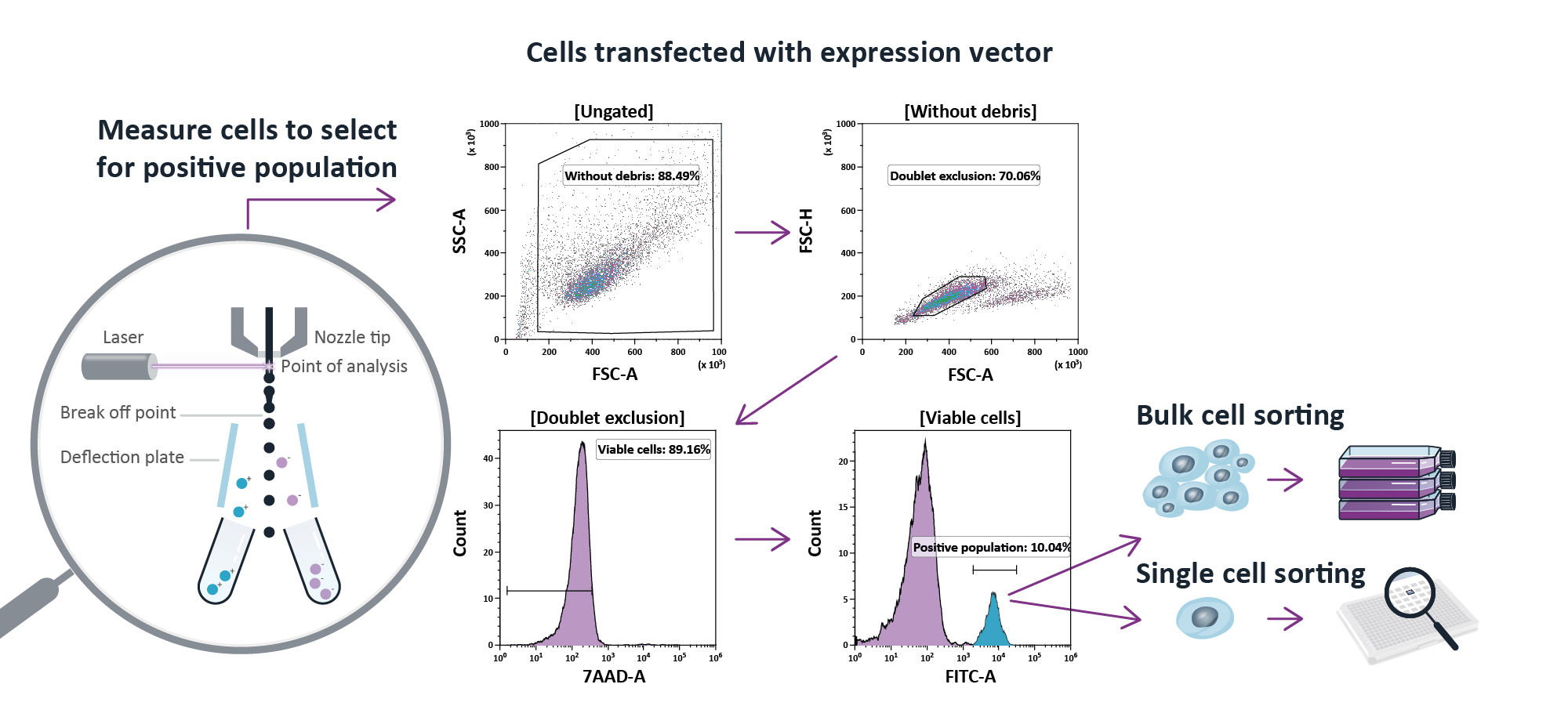 Oncolines® - Cell Line Generation - Cells transfected with expression vector